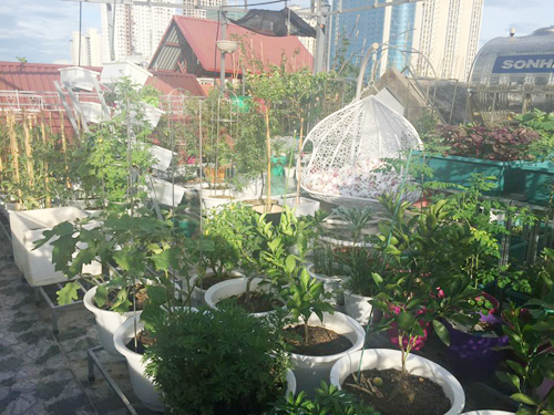 Trong[-]vườn[-]có[-]nhiều[-]bình[-]nhỏ[-]trồng[-]đủ[-]các[-]loại[-]cây[-]ăn[-]quả.